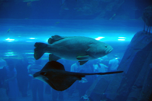 Giant grouper and stingray, Dubai Aquarium