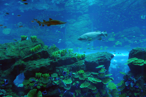 Dubai Aquarium and Discovery Centre, Dubai Mall