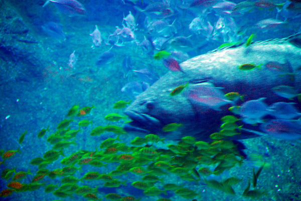 Giant grouper, Dubai Aquarium