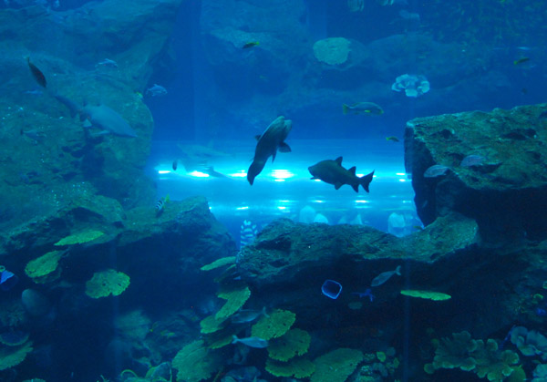 Dubai Aquarium and Discovery Centre, Dubai Mall