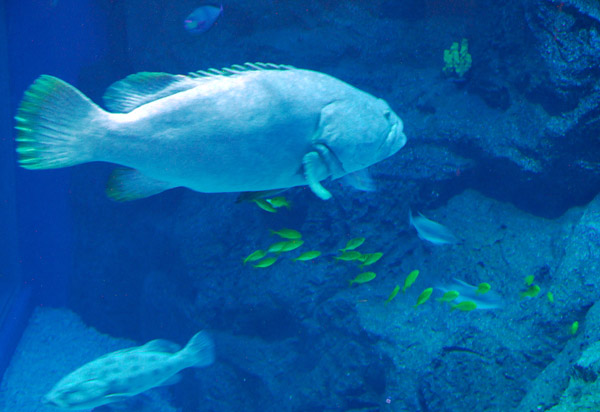 Dubai Aquarium and Discovery Centre, Dubai Mall
