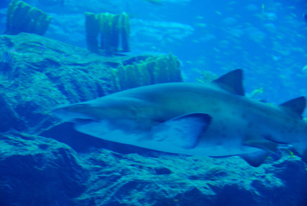 Shark, Dubai Aquarium and Discovery Centre, Dubai Mall