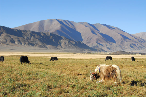 Yaks grazing along the road