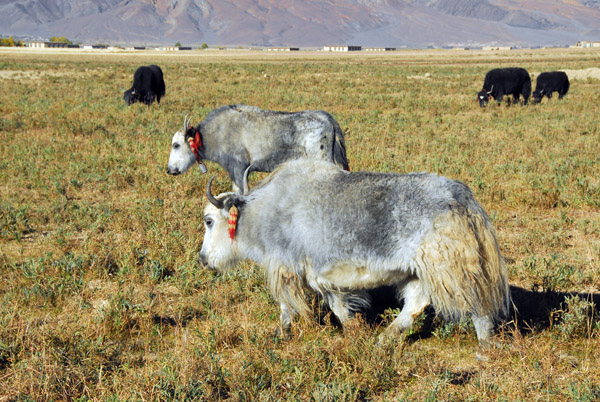 Shaggy gray yaks