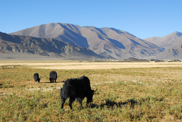 Yaks grazing along the Friendship Highway