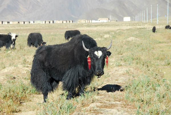 Big black yak with red earrings
