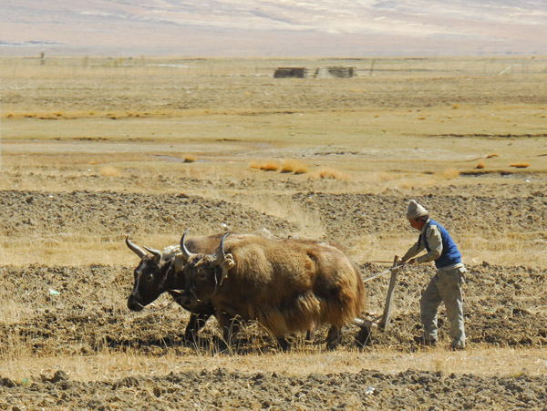 Tibetan farmer plowing a brown field with a pair of yaks
