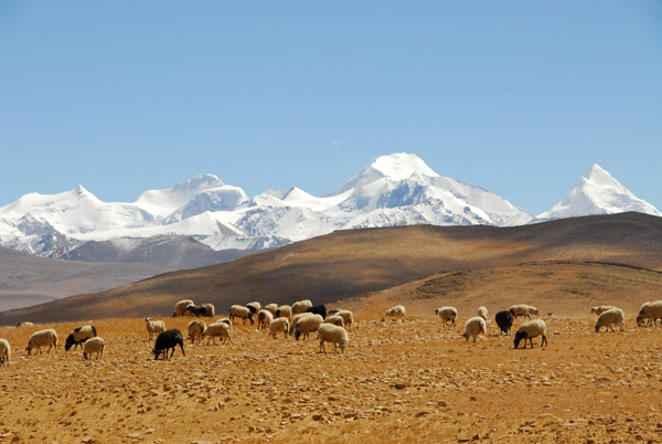 Sheep grazing at 5000m with the Lapche Kang massif
