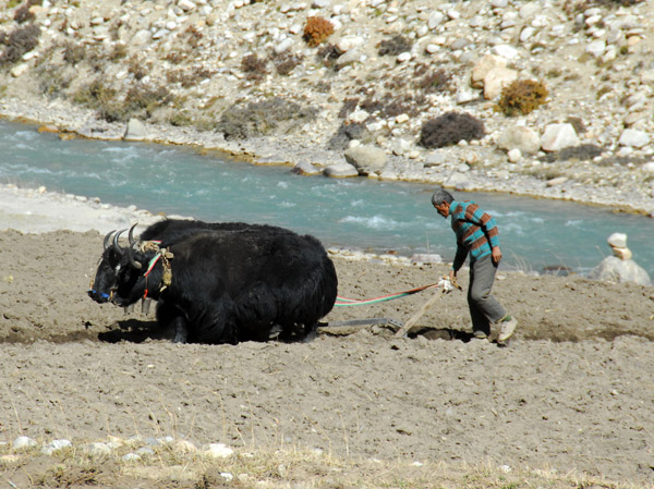 Tibetan farmer plowing a field along the Matsang Tsangpo river with a pair of yaks