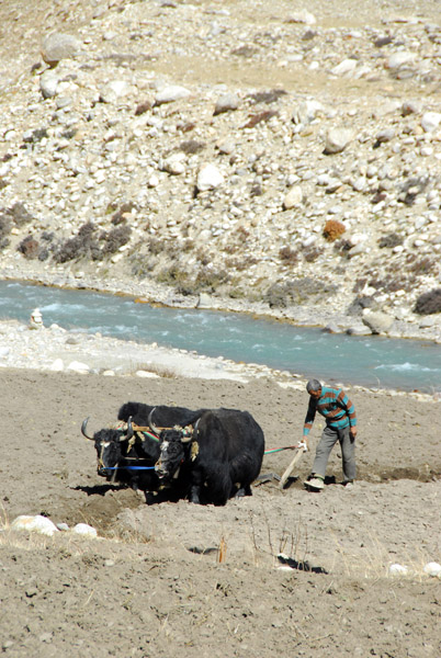 Double yak plow, Tibet