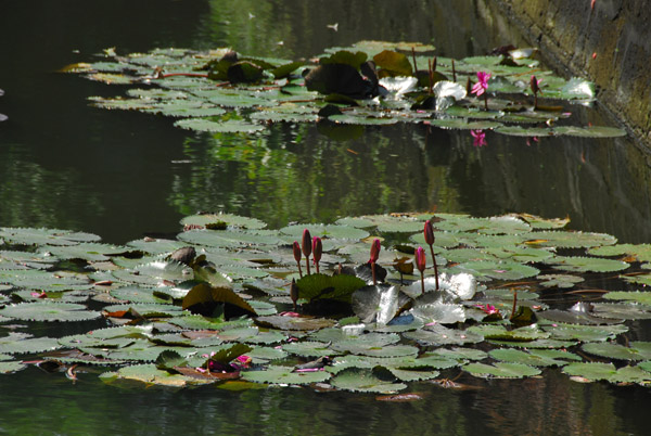 Lilies in the moat of Fort Santiago