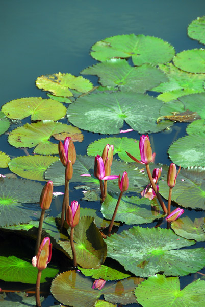 Lilies in the moat of Fort Santiago