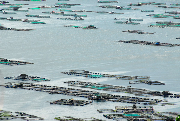 Aquaculture in Lake Taal. Tilapia is a commonly farmed fish