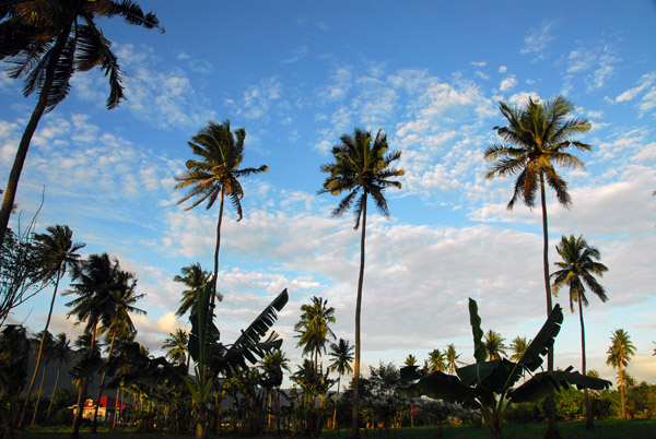 Tall palms and blue sky at Laurel, on the west shore of Lake Taal