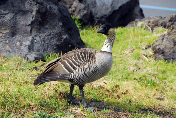 Hawaiian Goose or Nēnē (Branta sandvicensis) Haleakala National Park