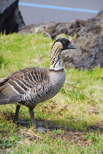 Hawaiian Goose, Haleakala