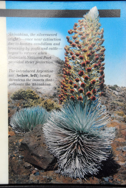 NPS information on Silversword