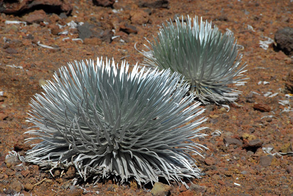 Haleakalā silversword (Argyroxiphium sandwicense macrocephalum) a rare plant