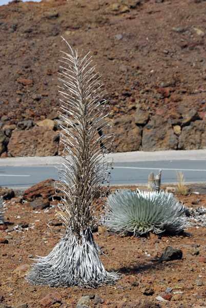 Haleakalā silversword in bloom near the summit parking area