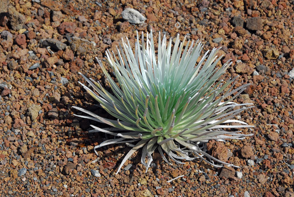 Silversword, ʻāhinahina in Hawaiian