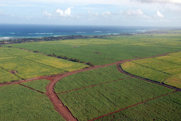 Sugar cane fields east of Kahului along the north shore of the central valley, Maui