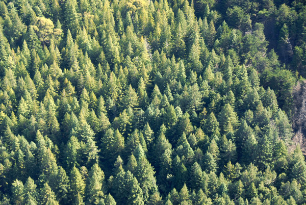 Forest on the lower slopes of Haleakala