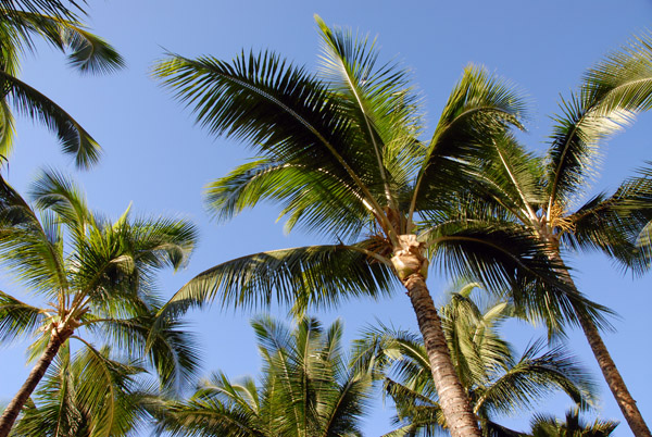 Palms at Ka'anapali, Maui