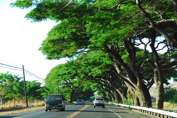 Trees along the Honoapiilani Highway