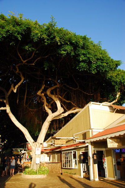 Tropical tree in front of the Market Place
