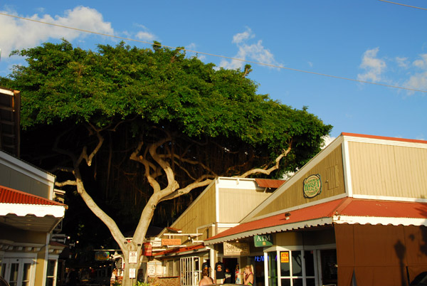 Tropical tree in front of the Market Place along Front Street