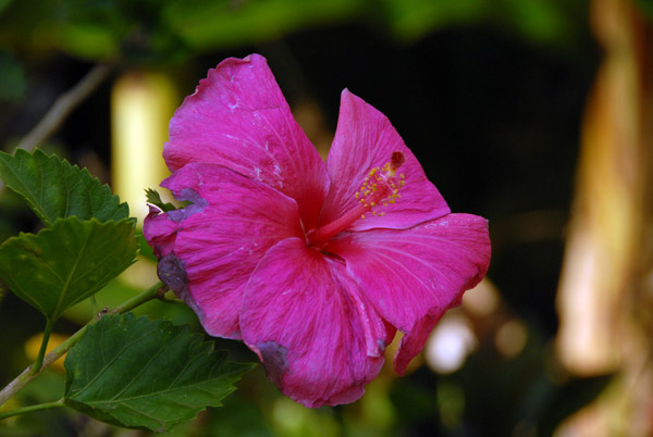 Hibiscus, Maui