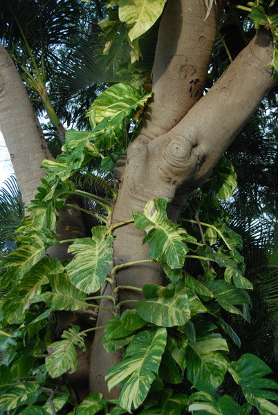 Vine climbing a tree