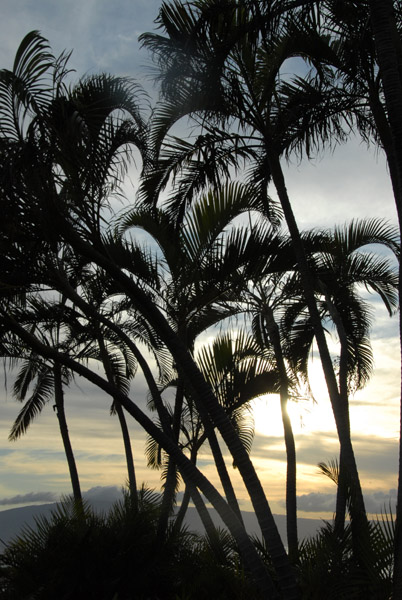 Ka'anapali palms