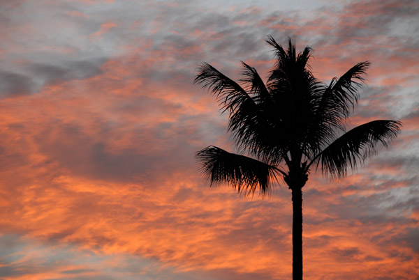 Red sky at sunset with the silhouette of a palm tree