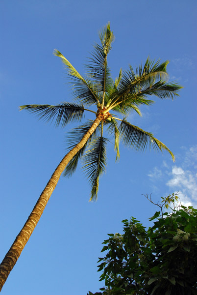 Palm tree and blue sky, Hawaii
