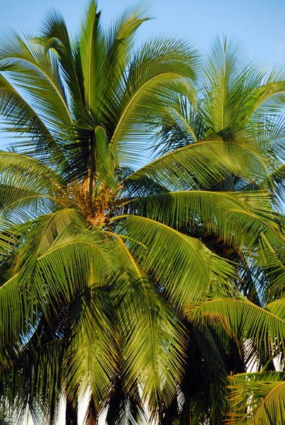 Palm trees, Lahaina