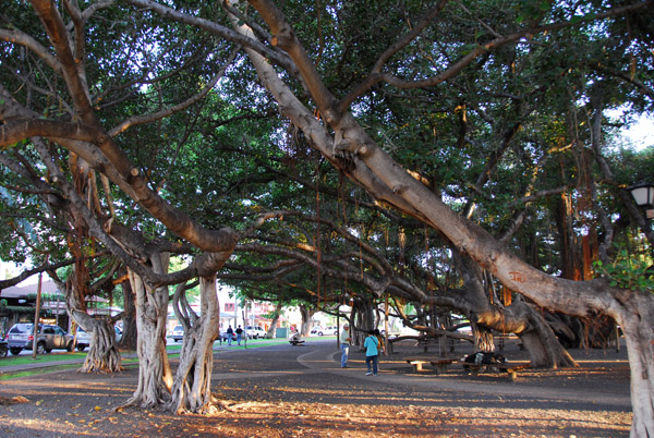 Giant banyan tree planted in 1873, Courthouse Square, Lahaina