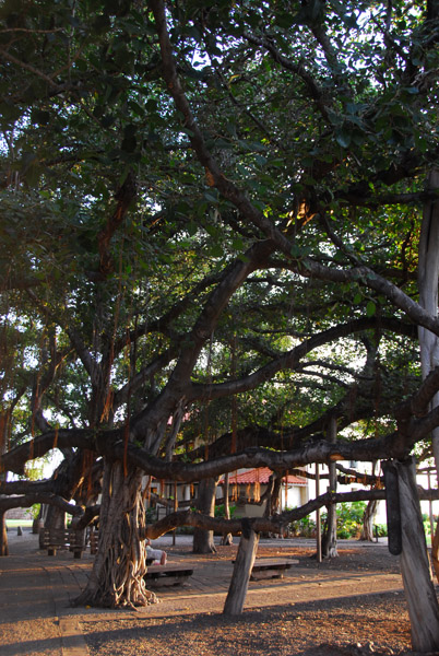 Courtyard Square, Lahaina