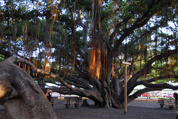 Lahaina's giant Banyan Tree is now 200 feet across