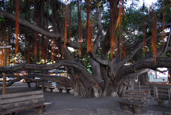 Famous banyan tree, Courthouse Square, Lahaina