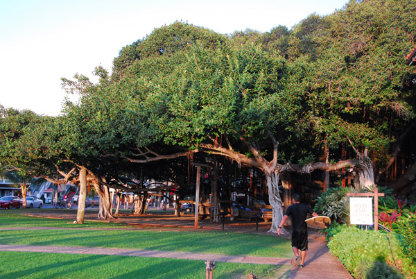 Famous banyan tree, Courthouse Square, Lahaina