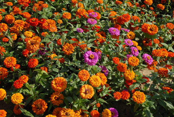 Flowers, Zabeel Park
