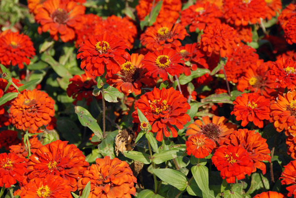 Flowers, Zabeel Park