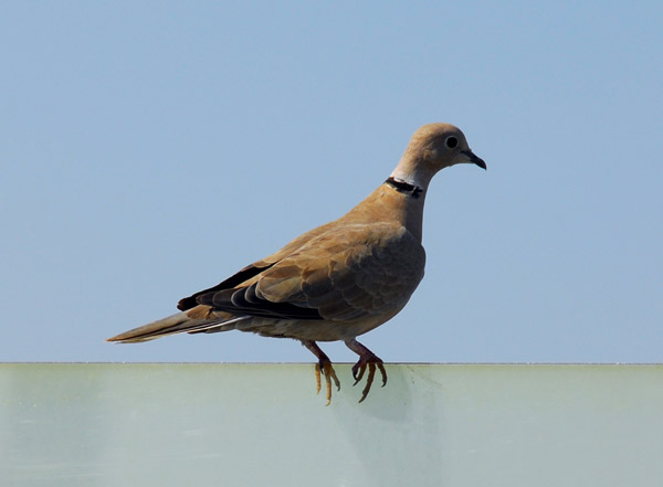 Bird, Zabeel Park