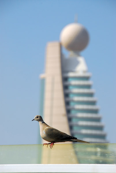 Bird with the Etisalat Tower