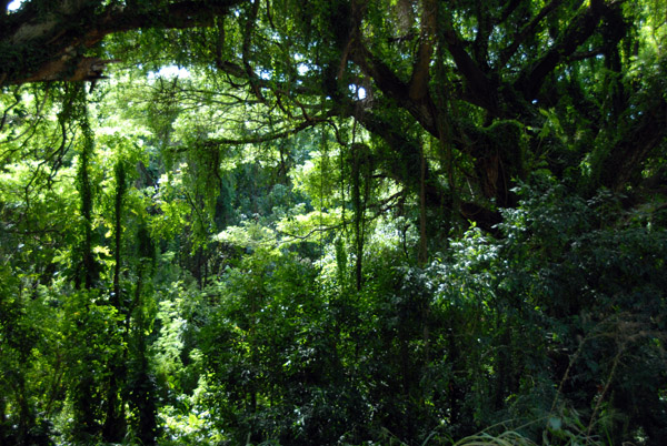 Jungle-like vegetation along the coastal road around Honolua Bay