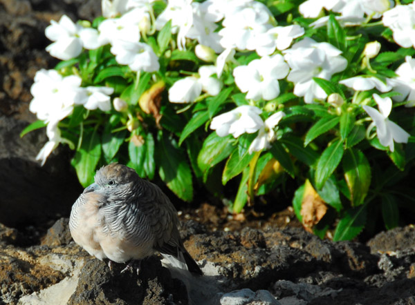 Zebra Dove (Geopelia striata) an introduced species to Hawaii