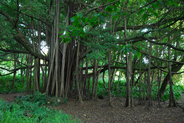 Giant banyan tree, Haleakala National Park, Kipahulu Area