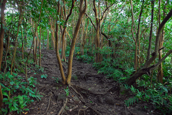 Pipiwai Trail, Haleakala National Park, Kipahulu Area