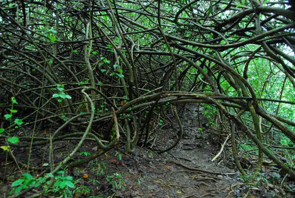 A tangle of vines over the trail to Twin Falls